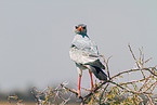 gabar goshawk