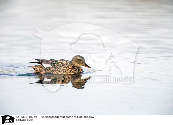 gadwall duck / MBS-16766