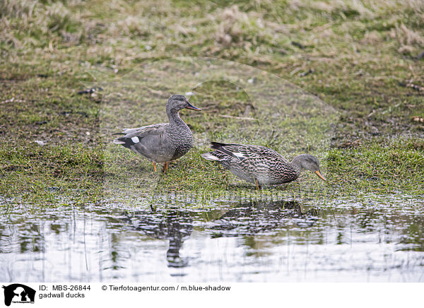 Schnatterenten / gadwall ducks / MBS-26844