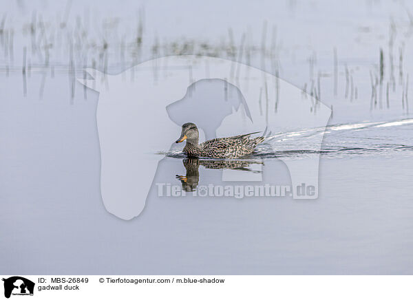 gadwall duck / MBS-26849