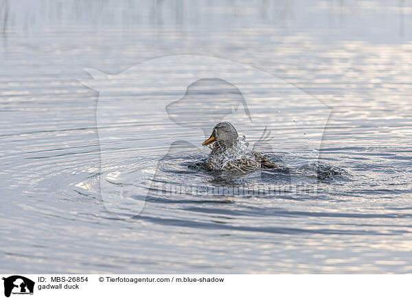 Schnatterente / gadwall duck / MBS-26854