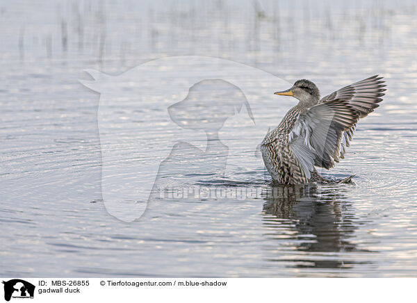 gadwall duck / MBS-26855