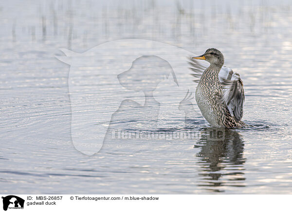 gadwall duck / MBS-26857