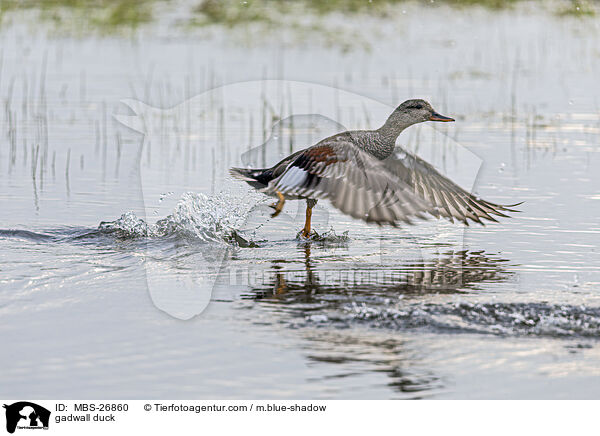 Schnatterente / gadwall duck / MBS-26860