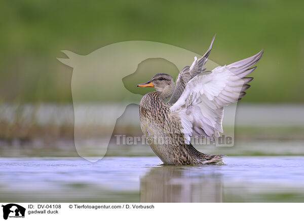 gadwall duck / DV-04108