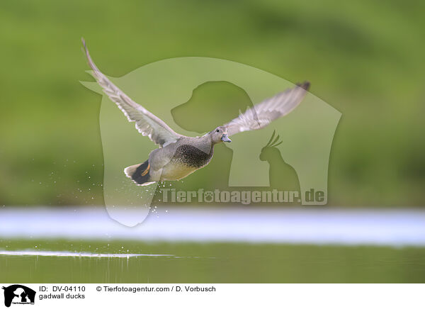 gadwall ducks / DV-04110