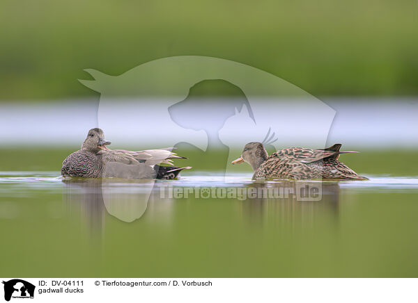 gadwall ducks / DV-04111