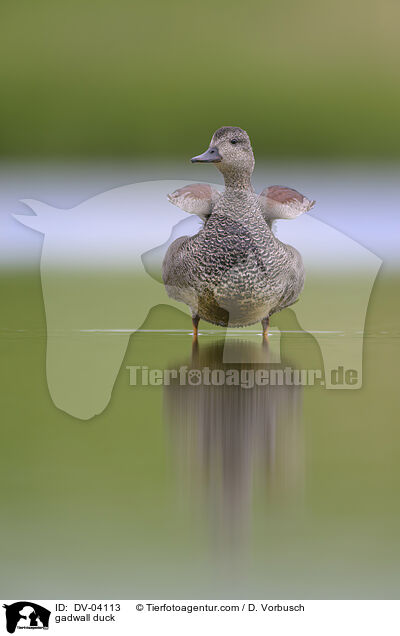 gadwall duck / DV-04113