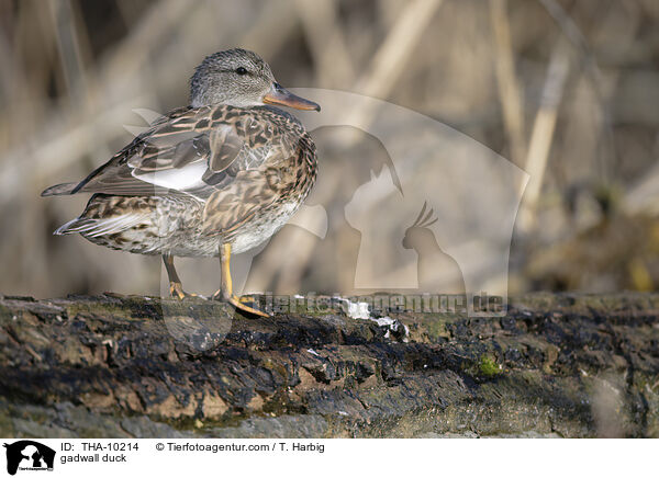 gadwall duck / THA-10214