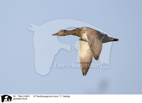 gadwall duck / THA-10461