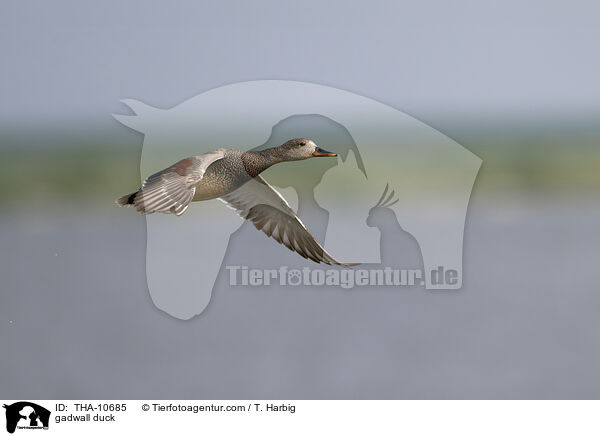 gadwall duck / THA-10685