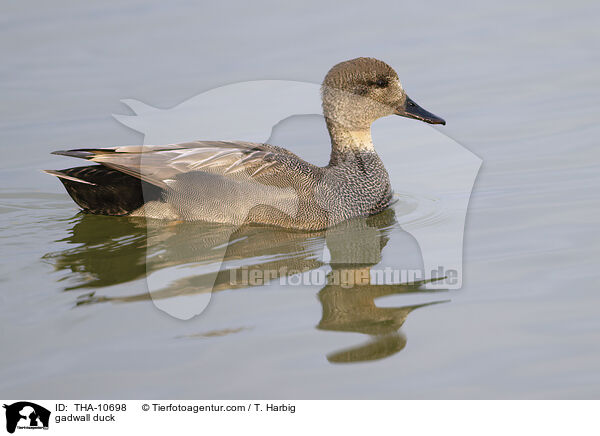 Schnatterente / gadwall duck / THA-10698
