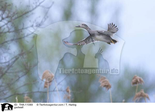 Schnatterente / gadwall / THA-11089