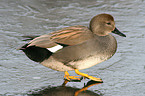 gadwall duck