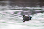 gadwall duck