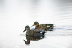 gadwall ducks