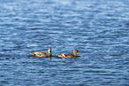 gadwall ducks