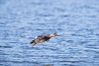 gadwall duck