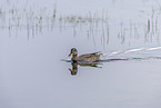 gadwall duck