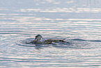 gadwall duck