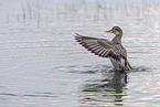 gadwall duck