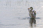 gadwall duck