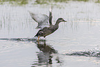 gadwall duck