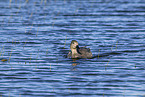 gadwall duck