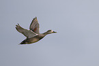 gadwall duck