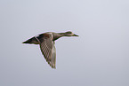 gadwall duck