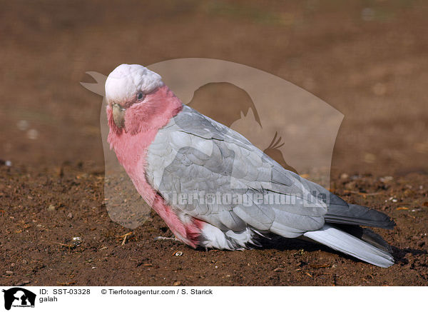 Rosakakadu / galah / SST-03328