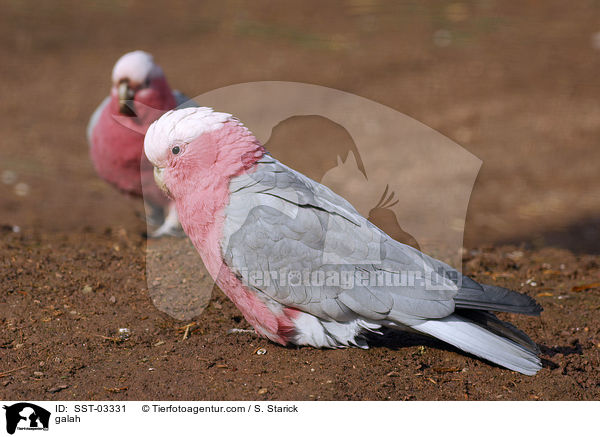 Rosakakadu / galah / SST-03331