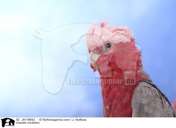 roseate cockatoo / JH-19842