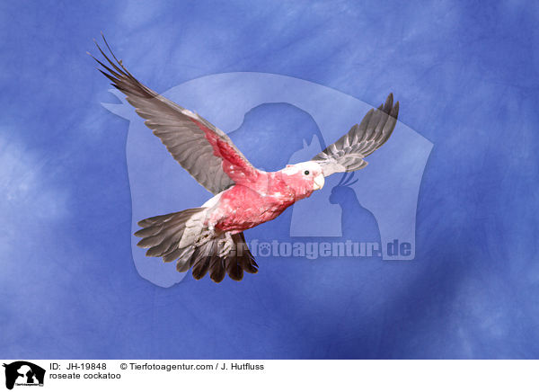Rosakakadu / roseate cockatoo / JH-19848