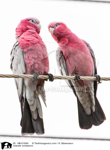 Rosakakadus / roseate cockatoos / HB-01694