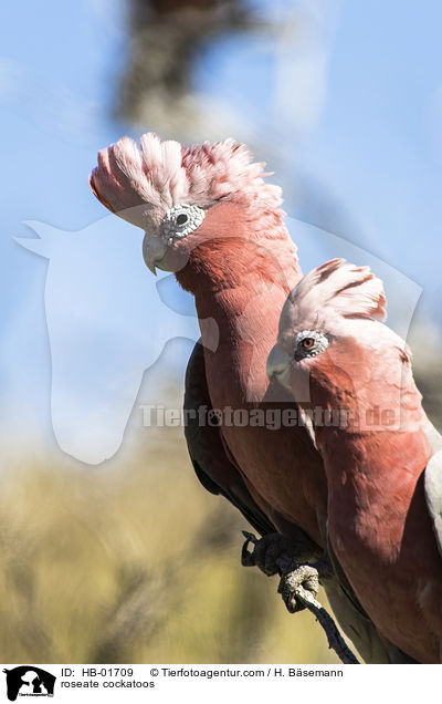 Rosakakadus / roseate cockatoos / HB-01709