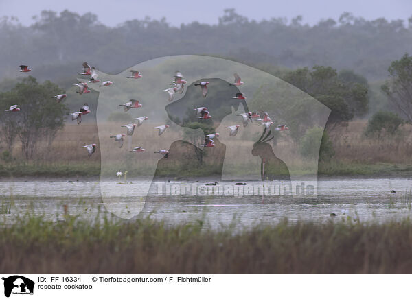 Rosakakadu / roseate cockatoo / FF-16334