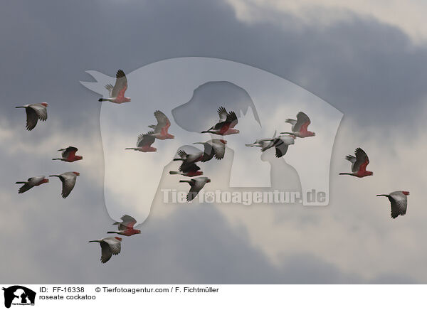 Rosakakadu / roseate cockatoo / FF-16338