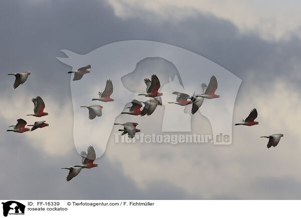 Rosakakadu / roseate cockatoo / FF-16339