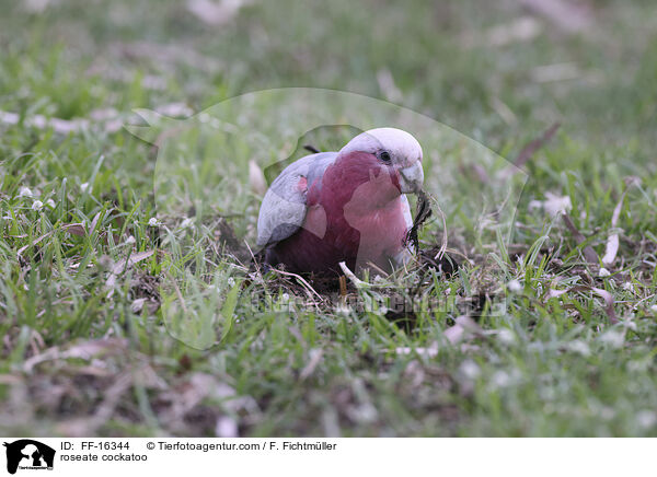 Rosakakadu / roseate cockatoo / FF-16344