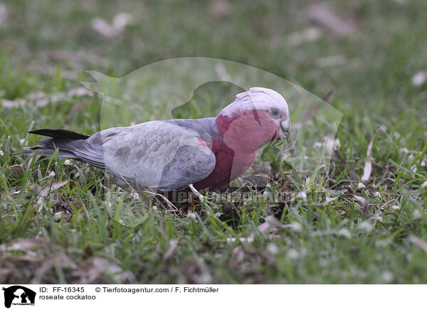 Rosakakadu / roseate cockatoo / FF-16345
