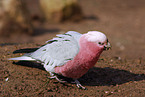 galah