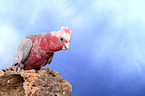 roseate cockatoo