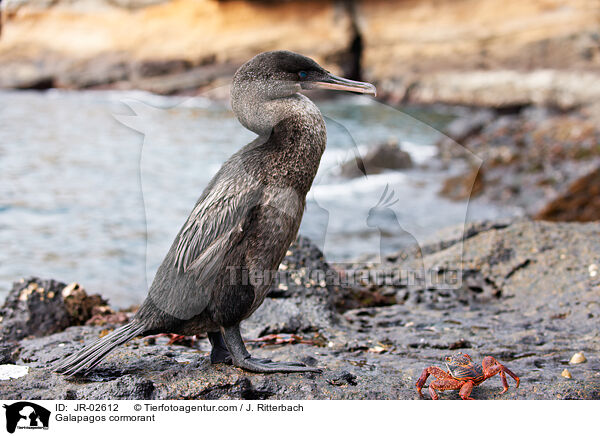 Galapagos cormorant / JR-02612
