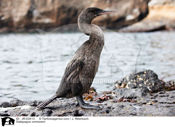 Galapagos cormorant / JR-02613