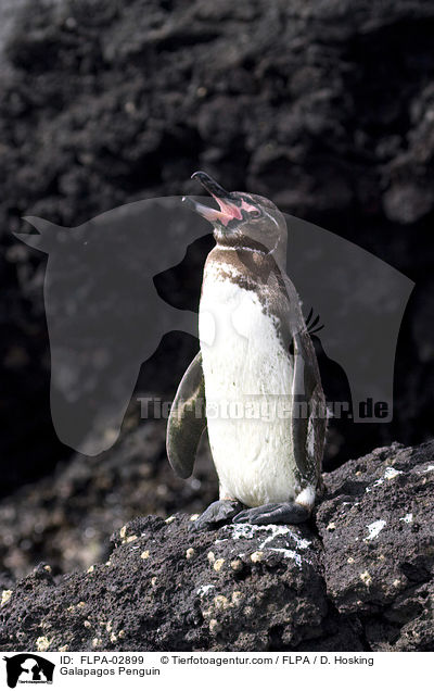 Galapagos Penguin / FLPA-02899