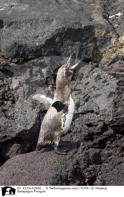Galapagos Penguin / FLPA-02900