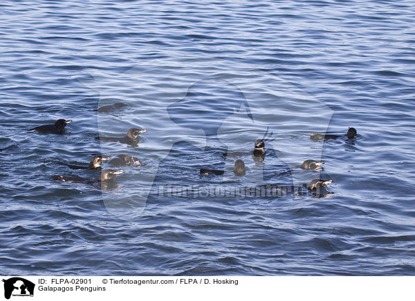 Galapagos Penguins / FLPA-02901