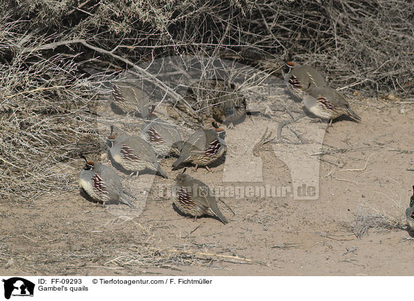Gambel's quails / FF-09293