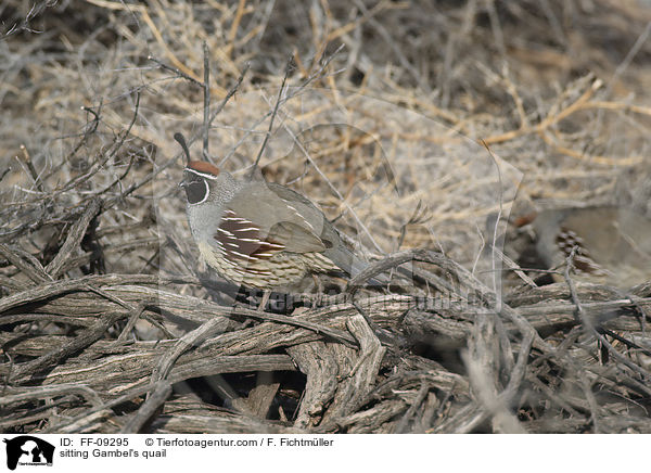 sitzender Helmwachtel / sitting Gambel's quail / FF-09295